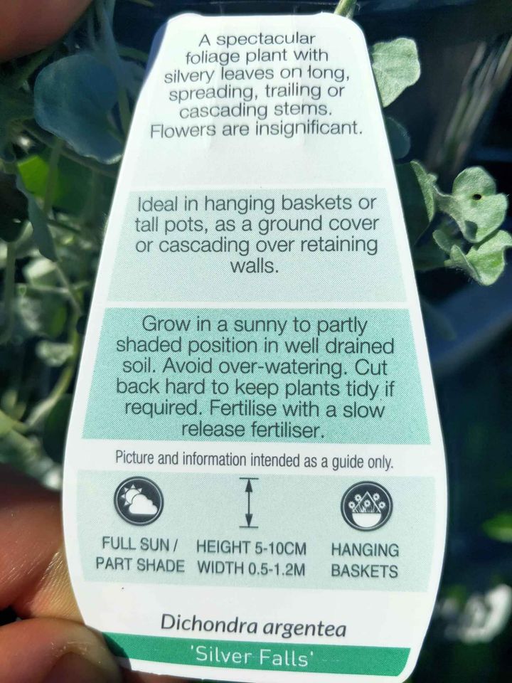 Silver Falls Dichondra