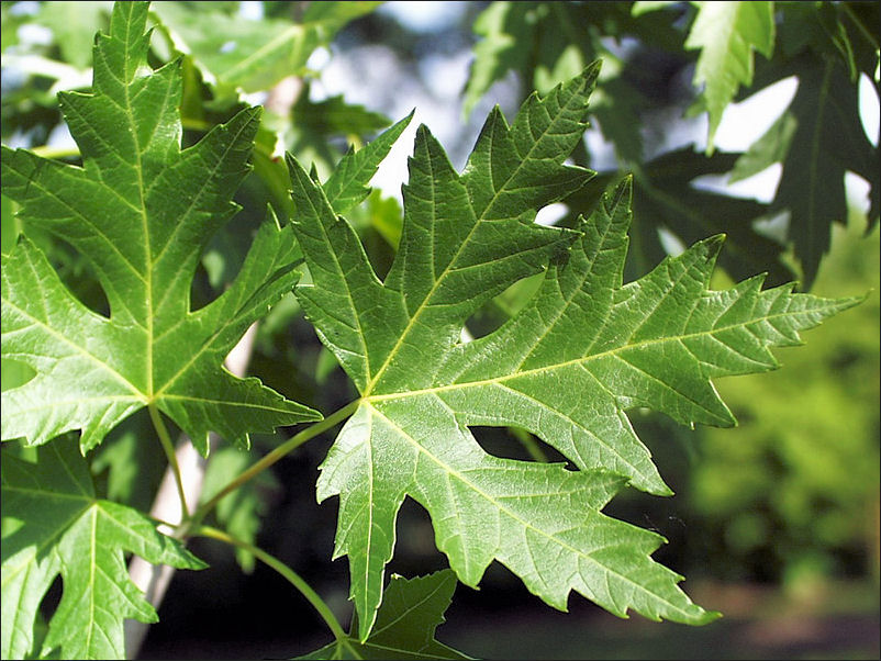 Silver Maple (Acer saccharinum)