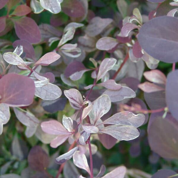 Silver Miles Barberry ottawensis (Berberis x)