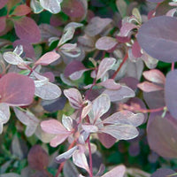 Silver Miles Barberry ottawensis (Berberis x) - Ladybird Nursery