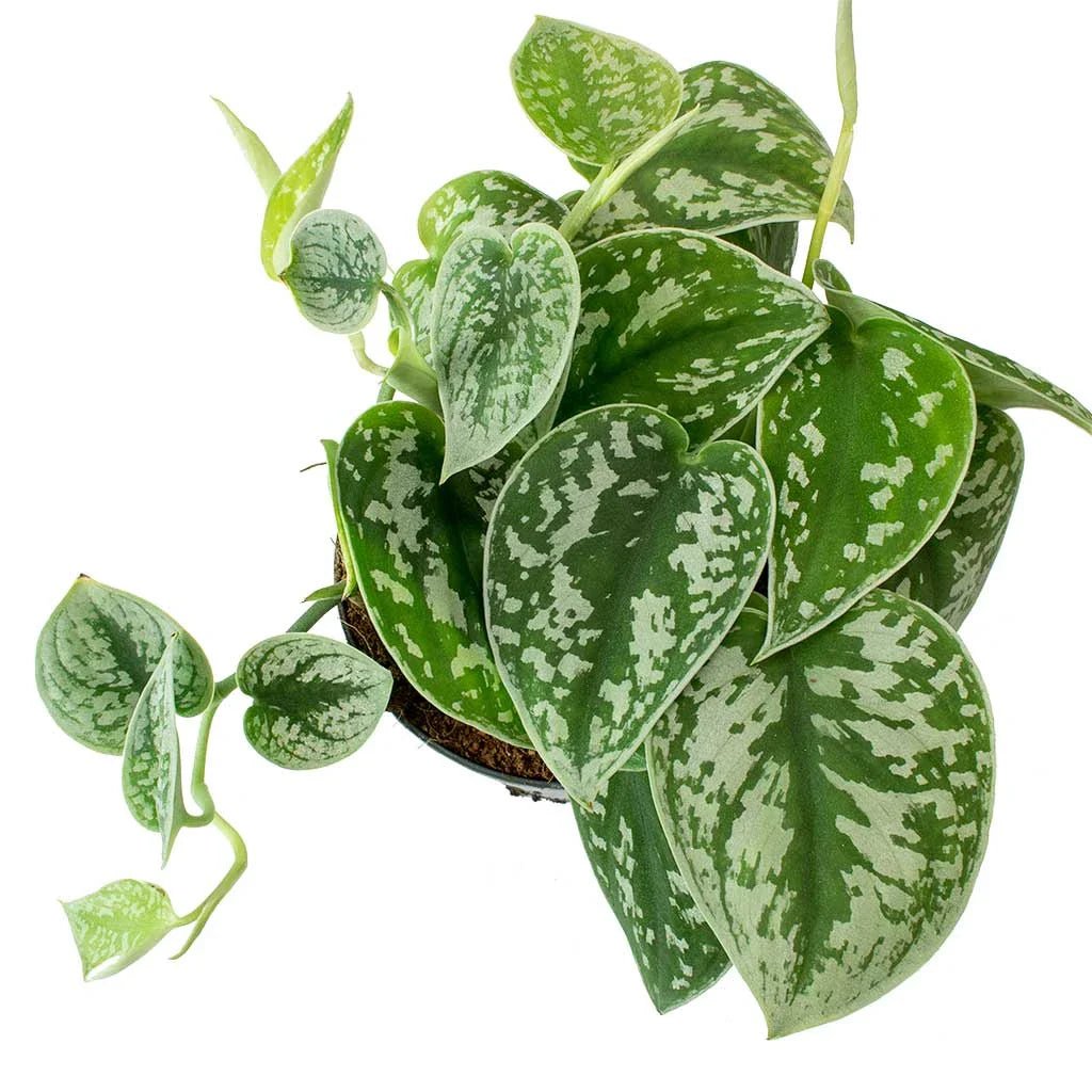 Epipremnum Silver (Epipremnum aureum) - Ladybird Nursery