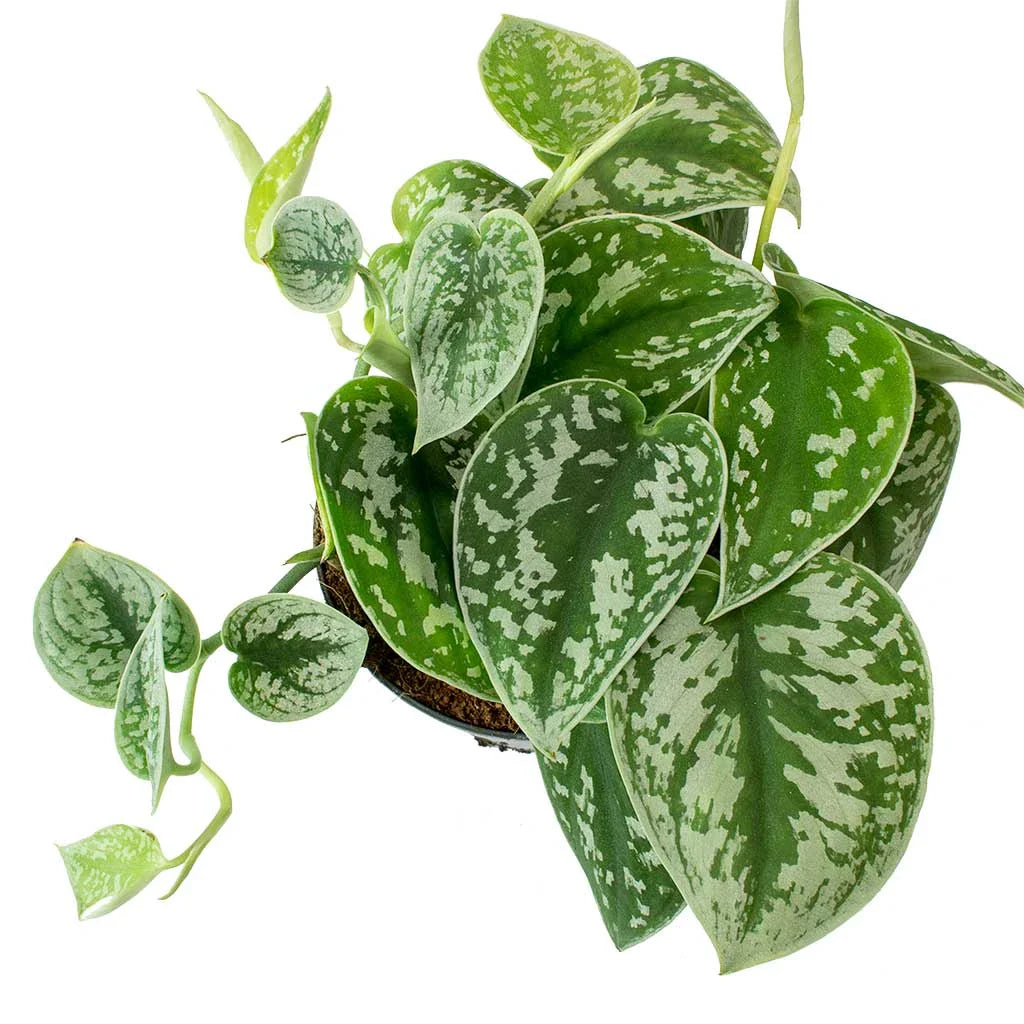 Epipremnum Silver (Epipremnum aureum)