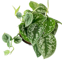 Epipremnum Silver (Epipremnum aureum)