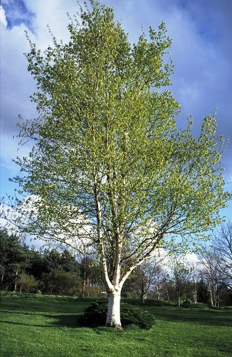 Silver Birch (Betula pendula)