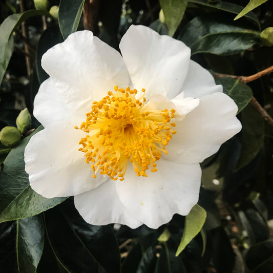 Camellia Silver Waves (Camellia japonica)