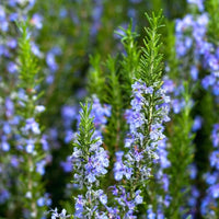 Rosemary Roman Beauty (Rosmarinus officinalis) - Ladybird Nursery