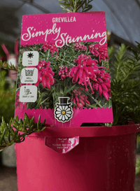 Grevillea 'Simply Stunning' - Ladybird Nursery