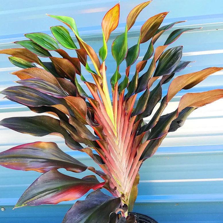 Cordyline Singapore Twist (Cordyline fruticosa)