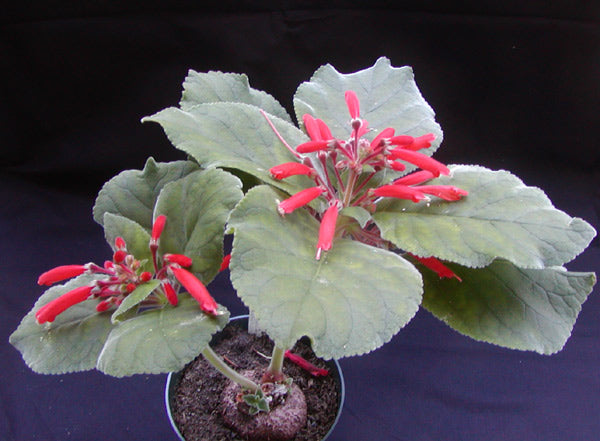 Sinningia Leucotricha (Brazilian edelweiss)