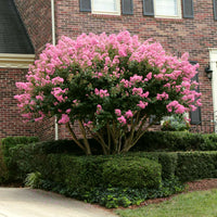 Crepe Myrtle Sioux (Lagerstroemia)