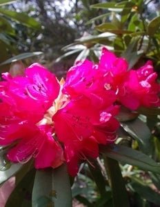 Rhododendron Sir Robert Peel - Ladybird Nursery