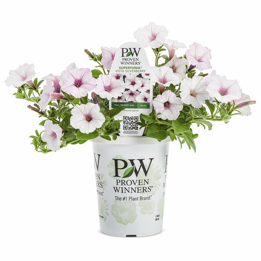 Petunia Supertunia® Vista 'Silverberry' - Ladybird Nursery