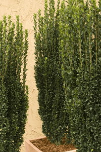 Sky Pencil (Ilex crenata) - Ladybird Nursery