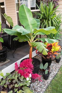 Super Dwarf Banana 'Cavendish' QLD ONLY - Ladybird Nursery