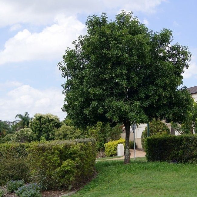 Small Leaf Tamarind - Ladybird Nursery