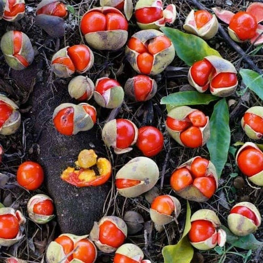 Small Leaf Tamarind - Ladybird Nursery