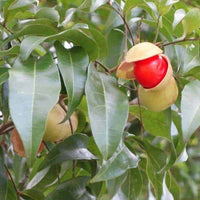 Small Leaf Tamarind - Ladybird Nursery