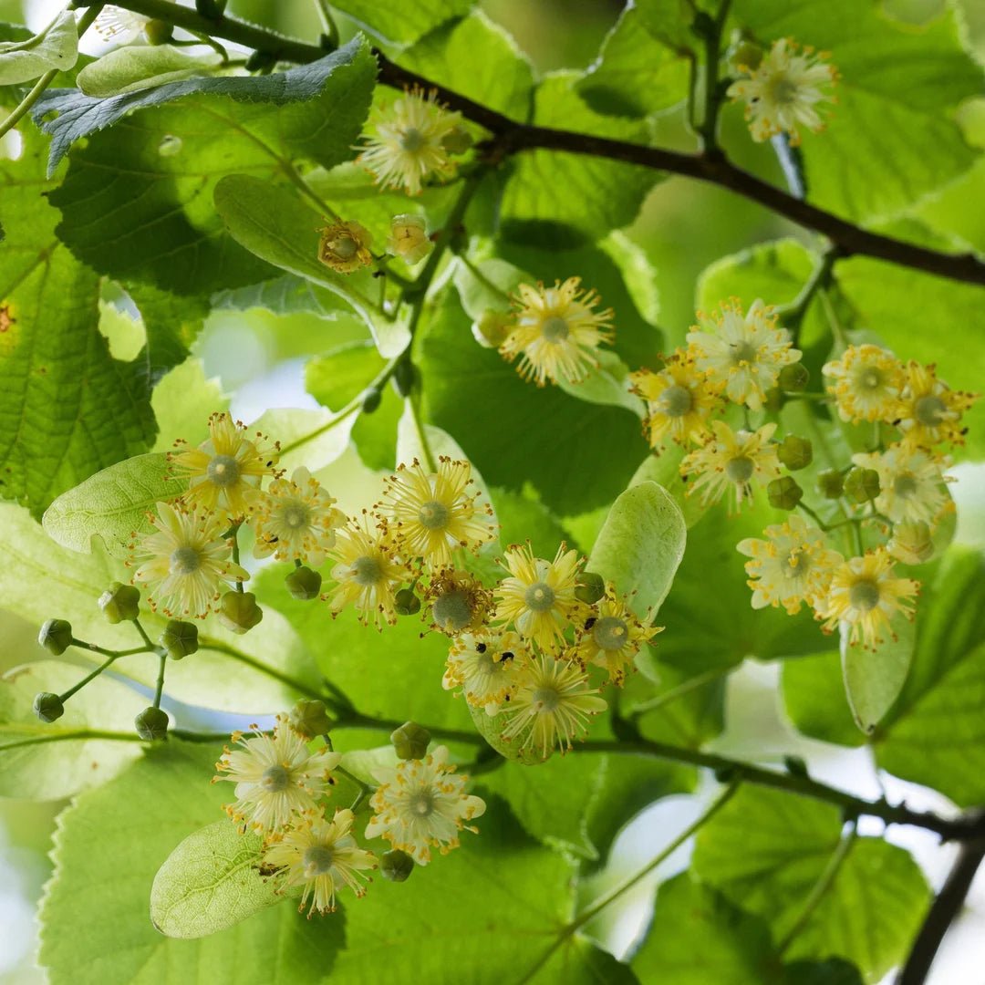 Small Leaf Lime (Tilia cordata) - Ladybird Nursery