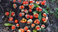 Diploglottis australis - Large Leaved Tamarind (Tucker Bush™) - Ladybird Nursery