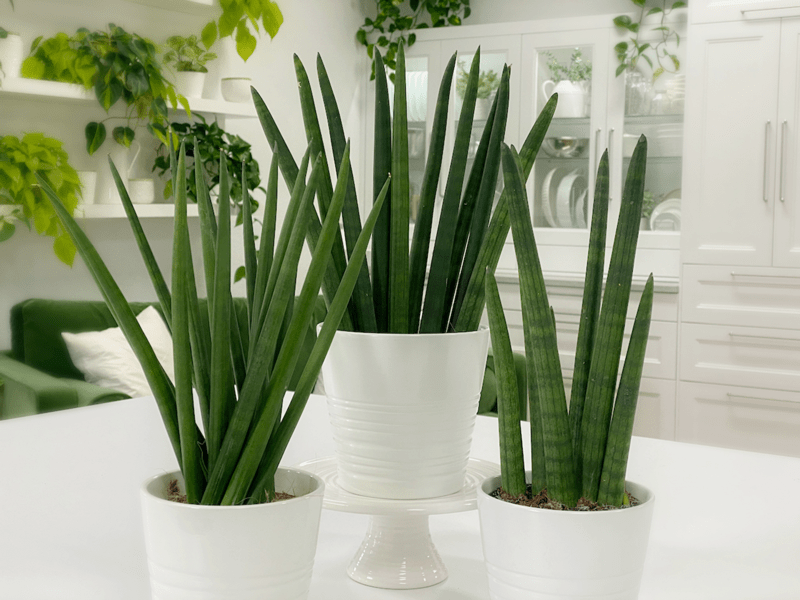 Snake Plant triangularis (Sansevieria cylindrica) - Ladybird Nursery