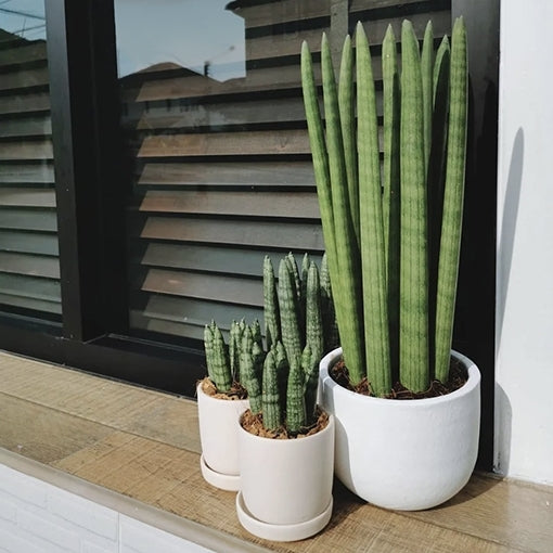 Snake Plant (Sansevieria stuckyi)