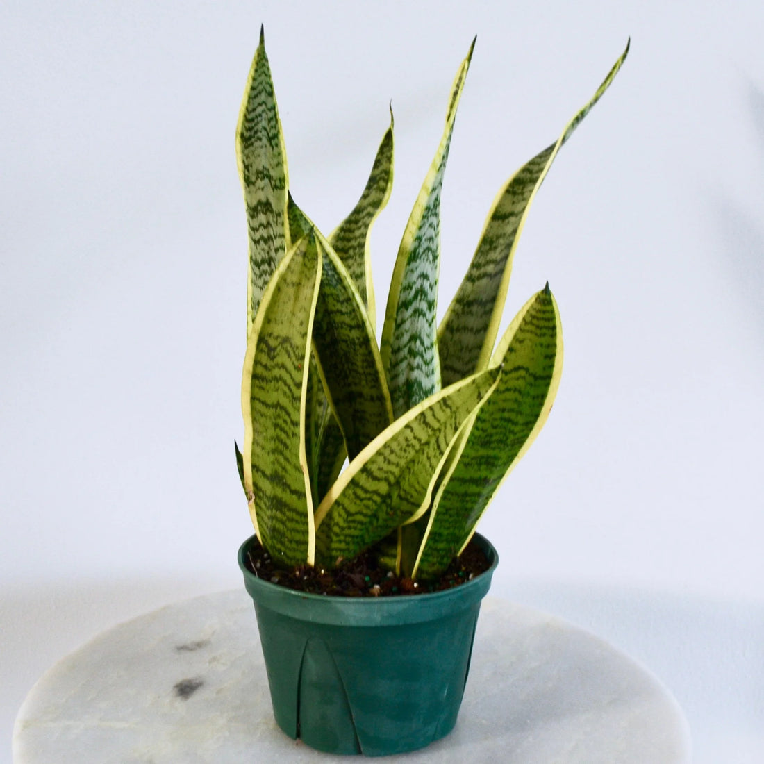 Variegated Snake Plant (Sansevieria trifasciata) - Ladybird Nursery