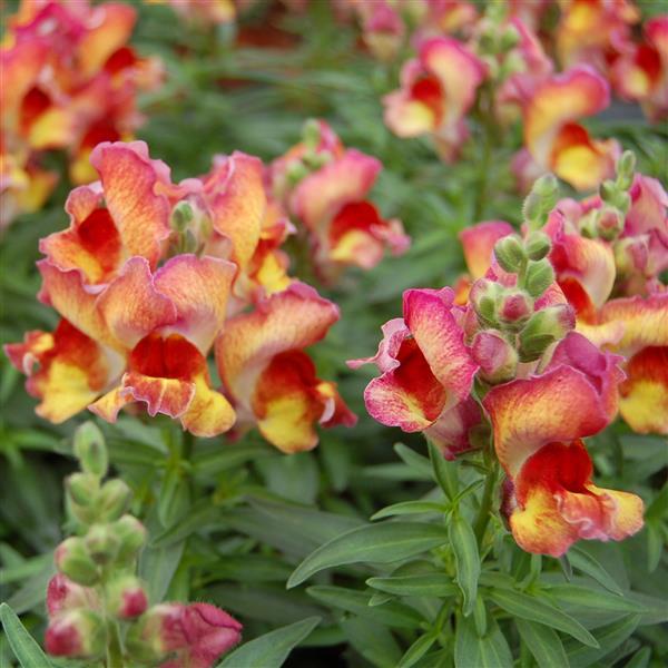 Snapdragon 'Red Flame' 10 Cell (PICK UP ONLY)