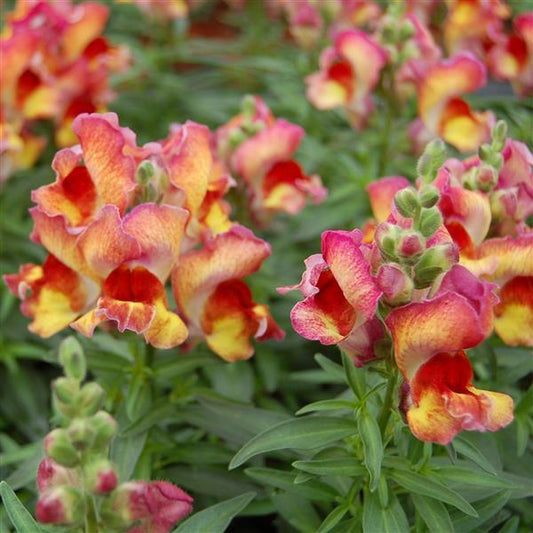 Snapdragon 'Red Flame' 10 Cell (PICK UP ONLY) - Ladybird Nursery