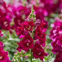 Snapdragon 'Double Violet' 10 Cell (PICK UP ONLY)