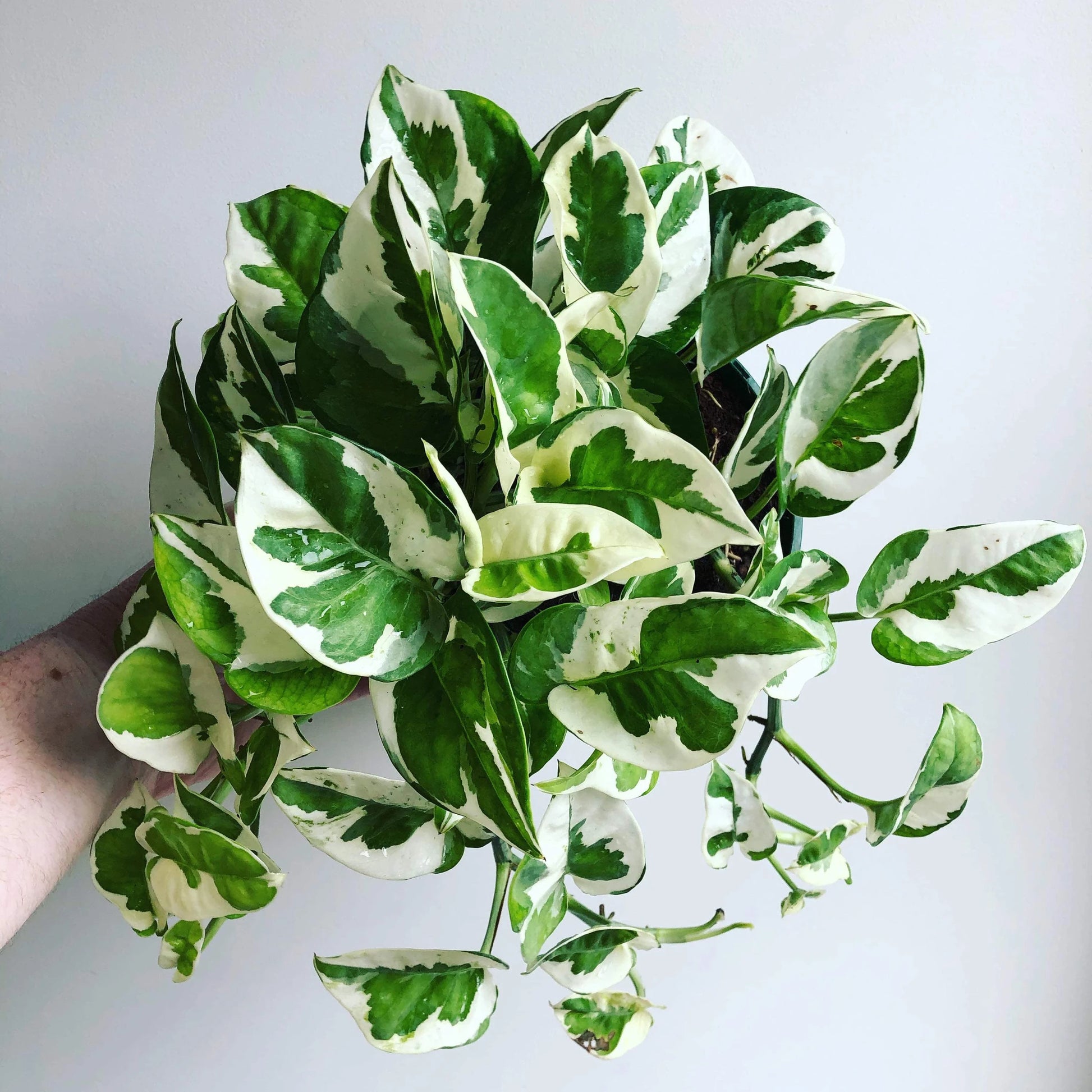 Snow Queen Pothos