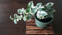 Snow Queen Pothos