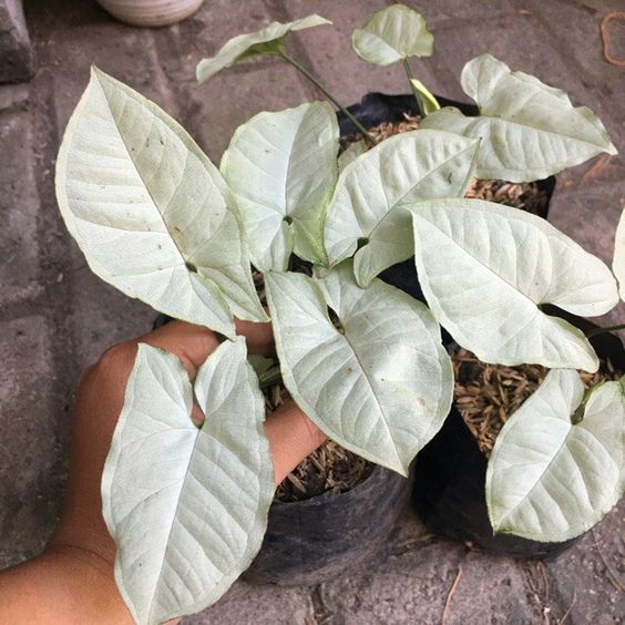 Syngonium Three Kings - Ladybird Nursery