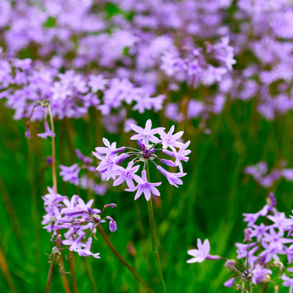 Society Garlic Starburst (Tulbaghia violacea)