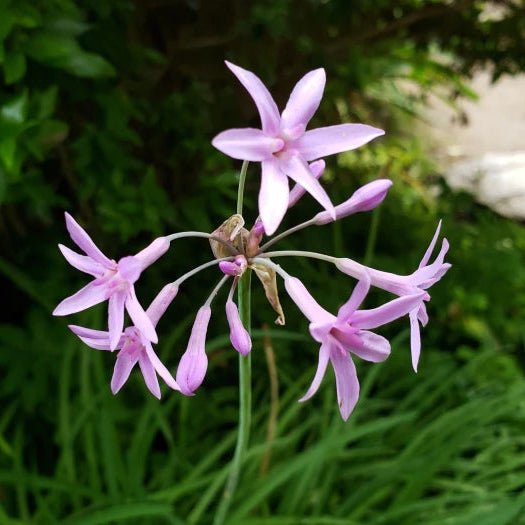 Society Garlic (Tulbaghia simmleri) - Ladybird Nursery
