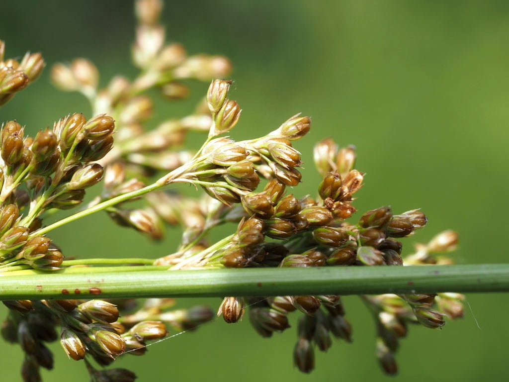 Soft Rush (Juncus effusus) - Ladybird Nursery
