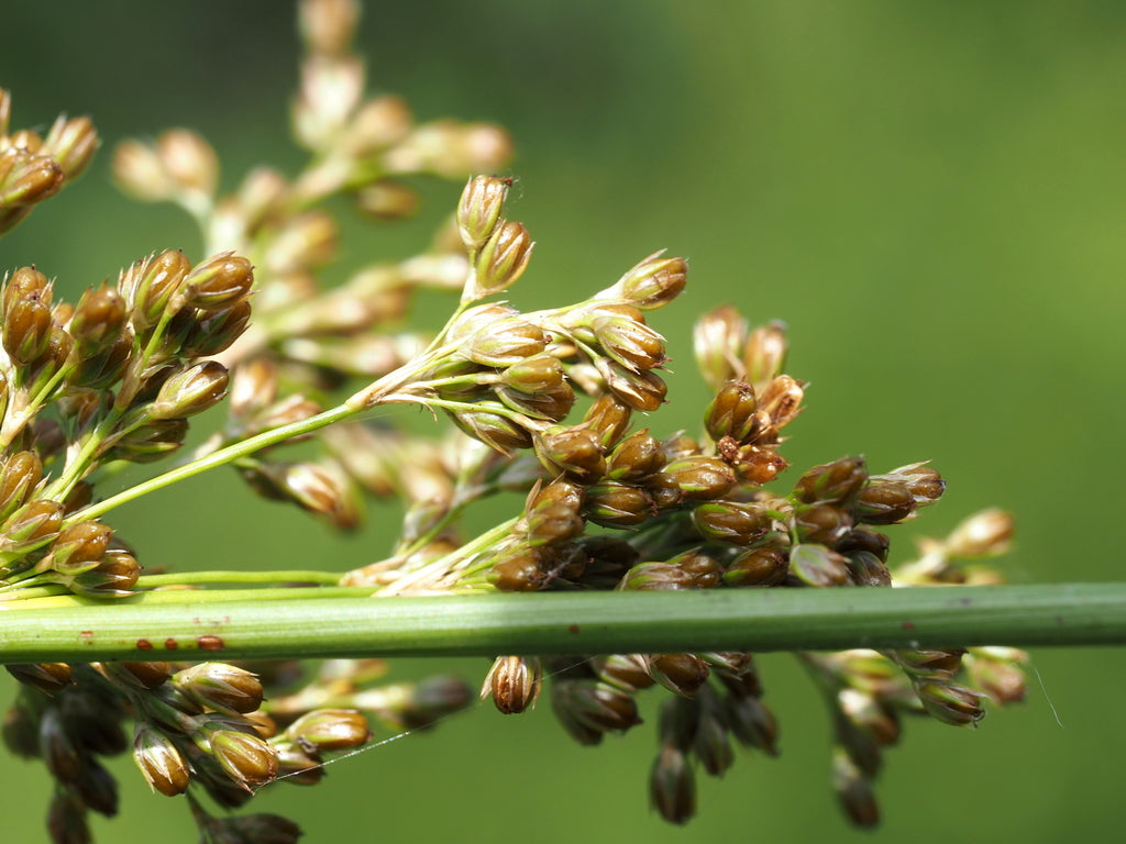 Soft Rush (Juncus effusus)