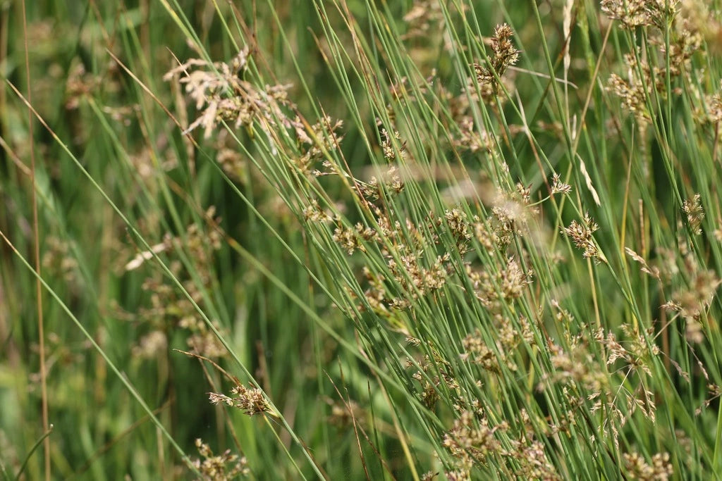 Soft Rush (Juncus effusus)