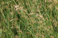 Soft Rush (Juncus effusus) - Ladybird Nursery