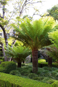 Soft Tree Fern (Dicksonia antarctica) - Ladybird Nursery
