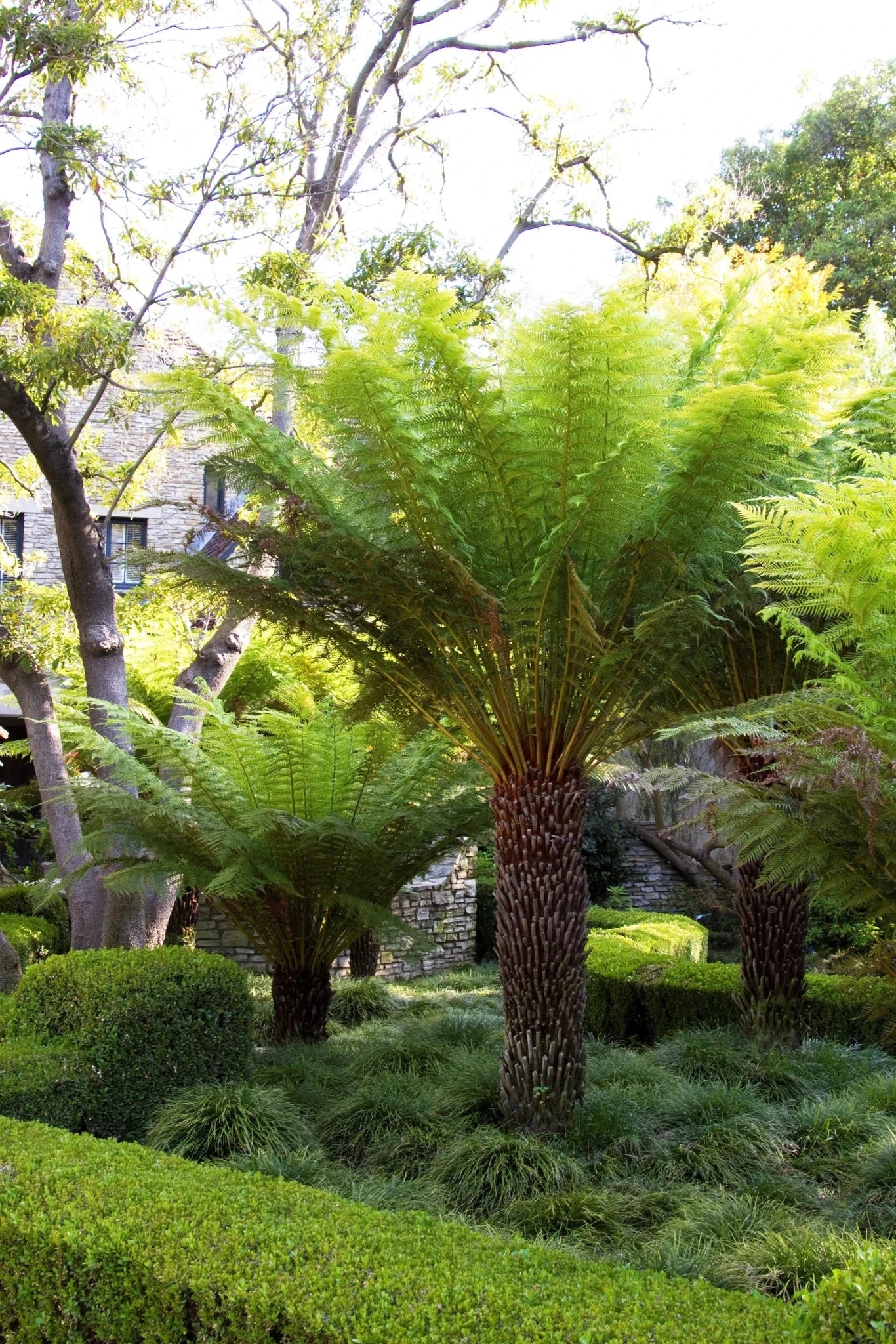 Soft Tree Fern (Dicksonia antarctica) - Ladybird Nursery