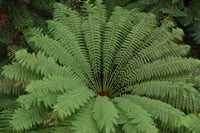 Soft Tree Fern (Dicksonia antarctica) - Ladybird Nursery
