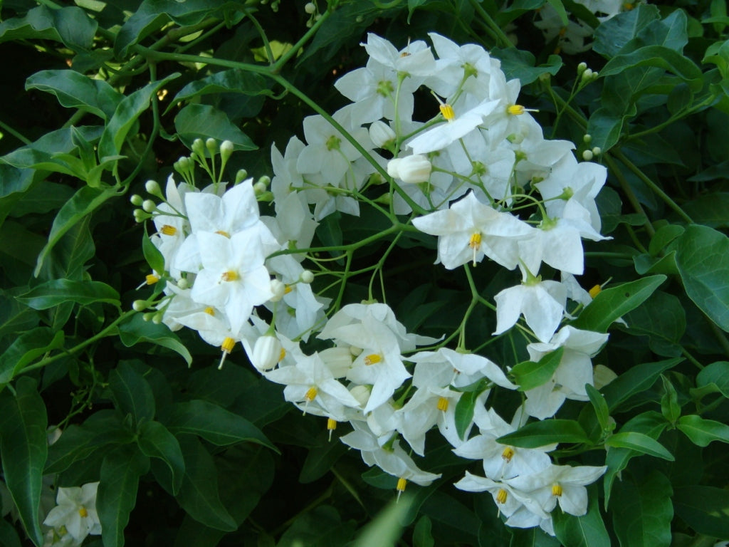 Potato Vine (Solanum jasminoides)