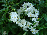 Potato Vine (Solanum jasminoides)