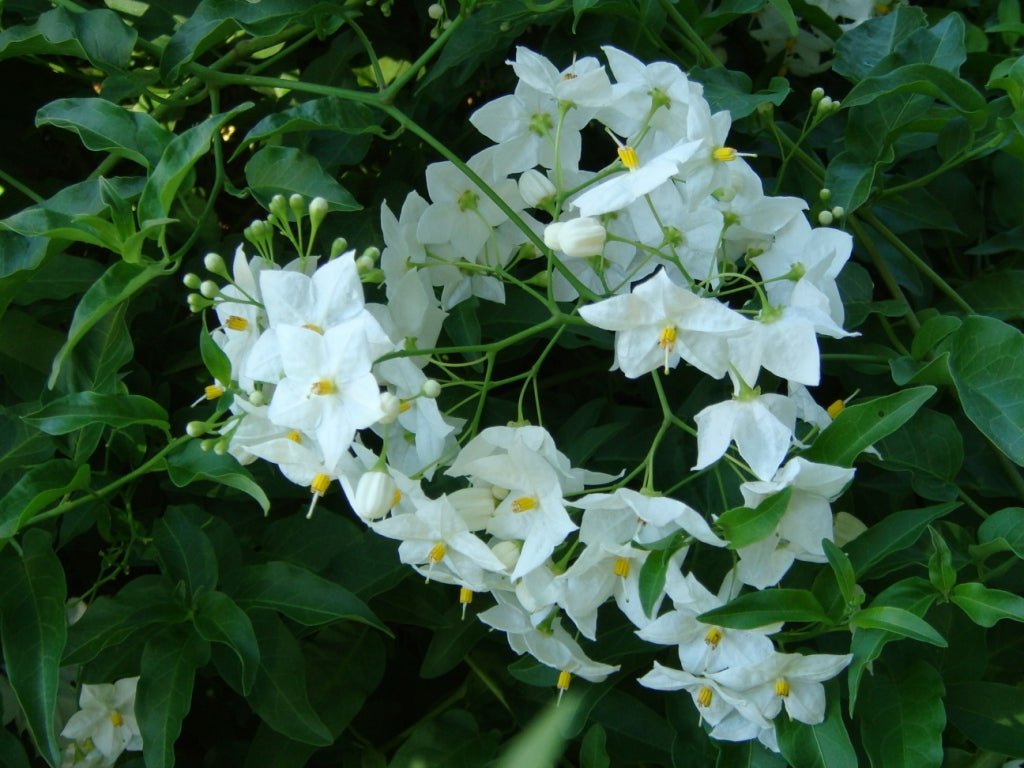 Potato Vine (Solanum jasminoides) - Ladybird Nursery