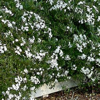 Potato Vine (Solanum jasminoides)