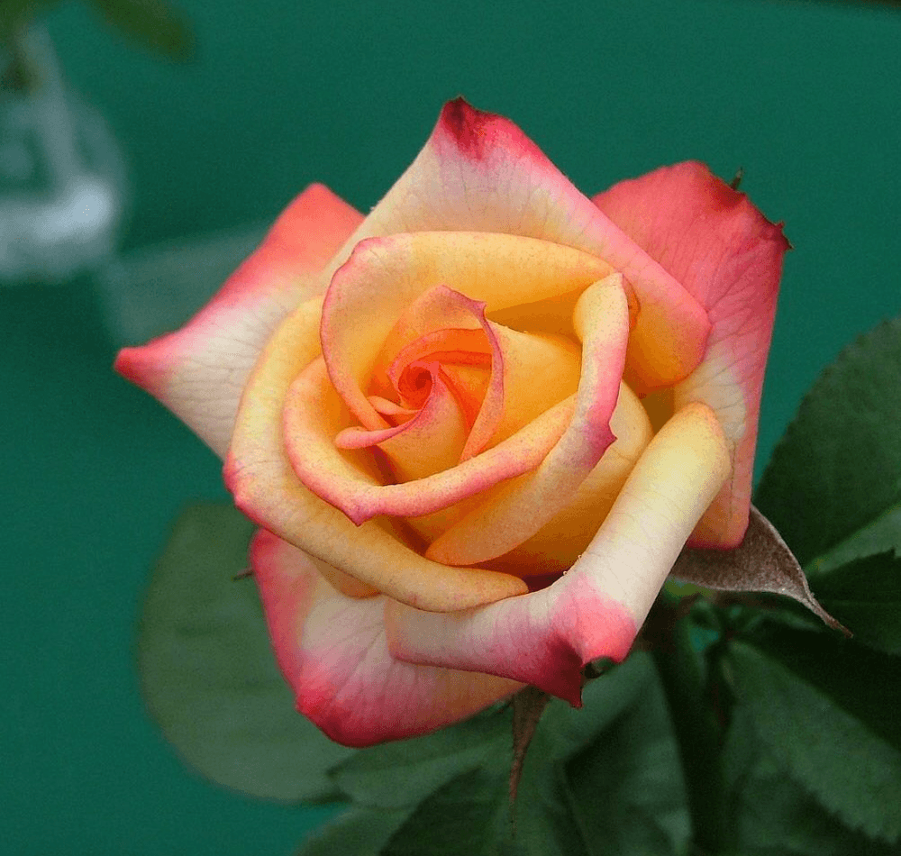 Rose Jewel Miniature Merlot (Rosa)