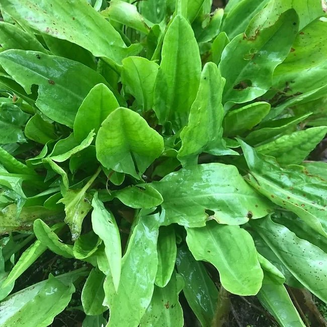 Sorrel French - Ladybird Nursery