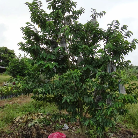 Soursop Giant