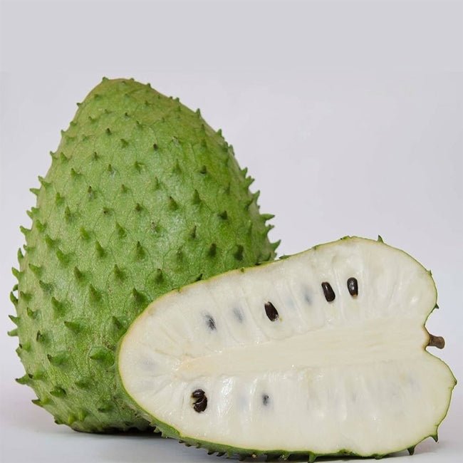 Soursop Giant - Ladybird Nursery