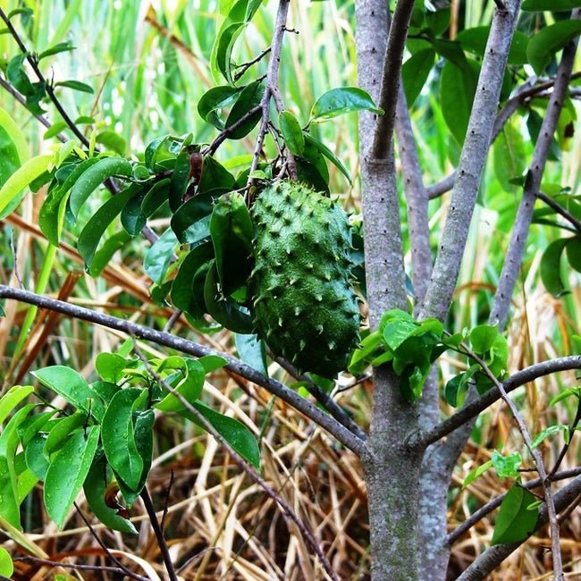 Soursop Giant - Ladybird Nursery